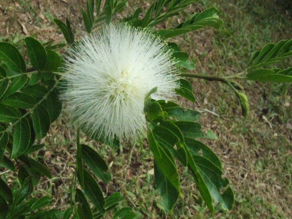 Foto de Sabanilla (Alajuela), Costa Rica