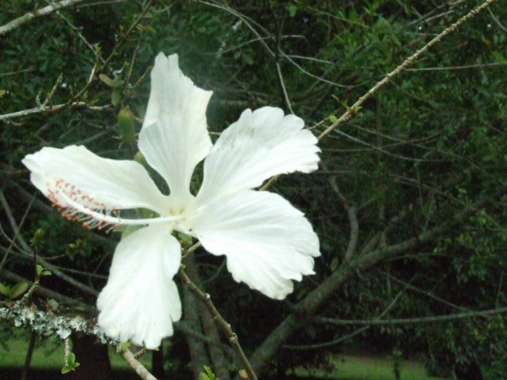 Foto de Sabanilla (Alajuela), Costa Rica