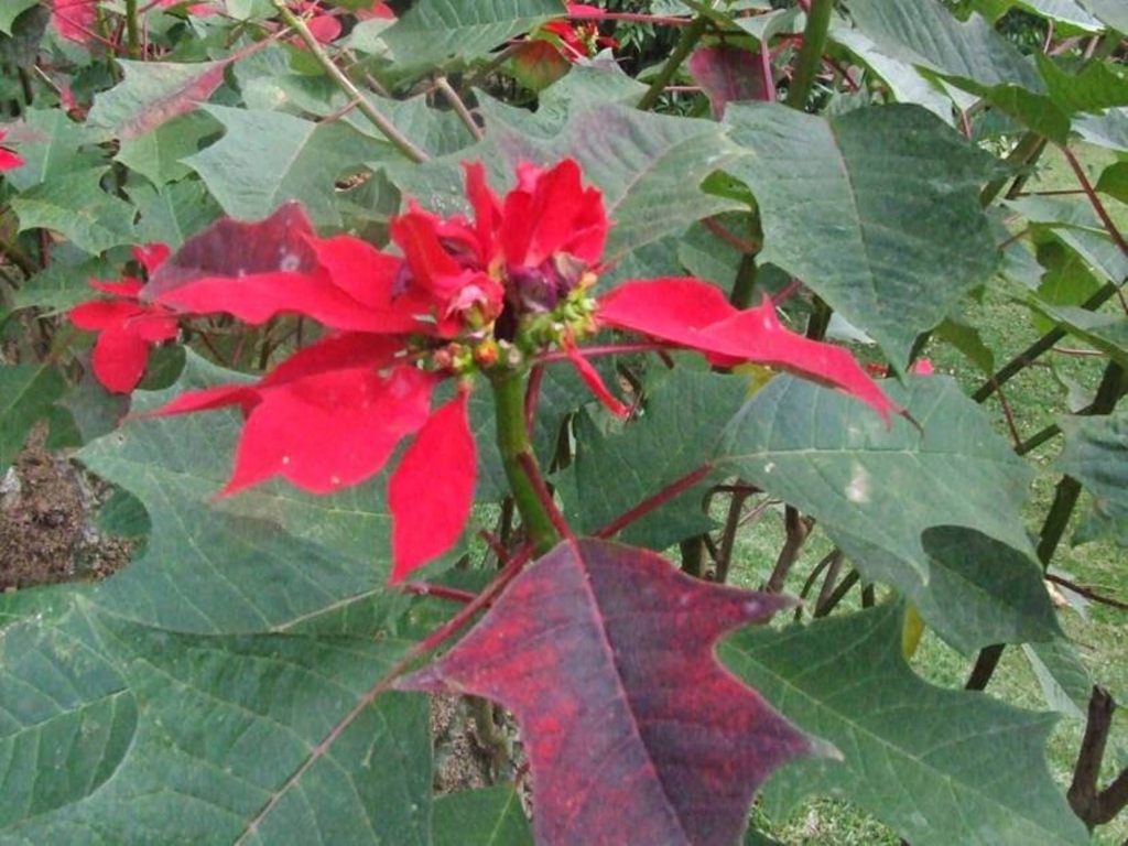 Foto de Sabanilla (Alajuela), Costa Rica