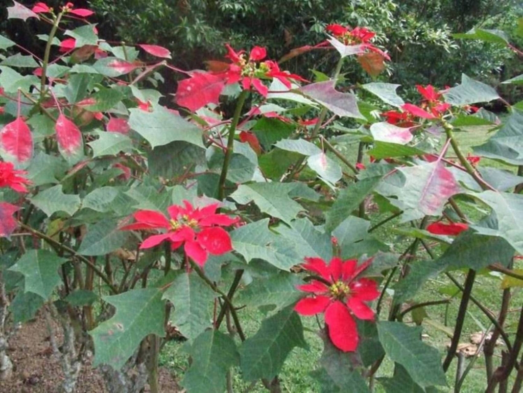 Foto de Sabanilla (Alajuela), Costa Rica