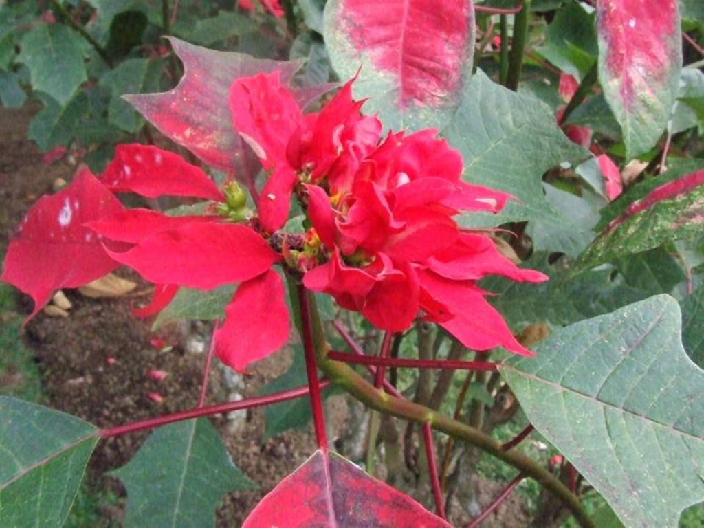 Foto de Sabanilla (Alajuela), Costa Rica