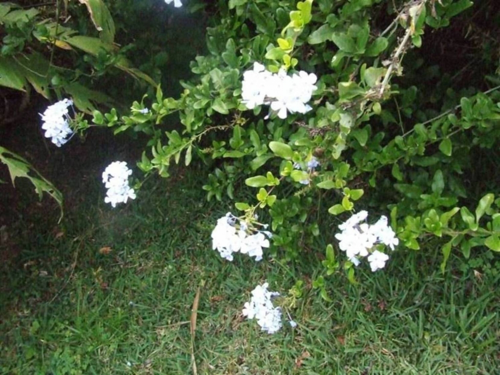 Foto de Sabanilla (Alajuela), Costa Rica