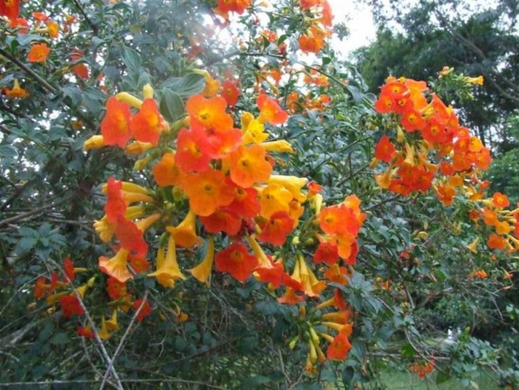 Foto de Sabanilla (Alajuela), Costa Rica