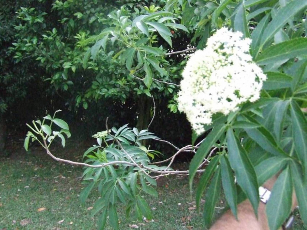 Foto de San Isidro (Alajuela), Costa Rica