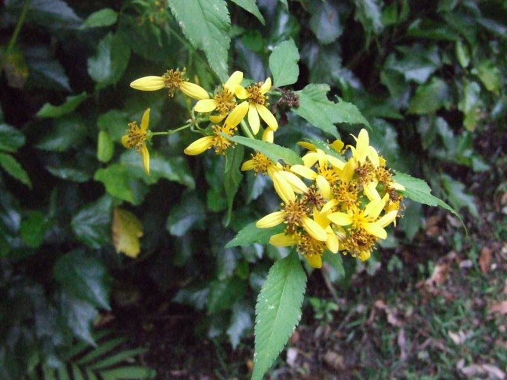 Foto de San Isidro (Alajuela), Costa Rica