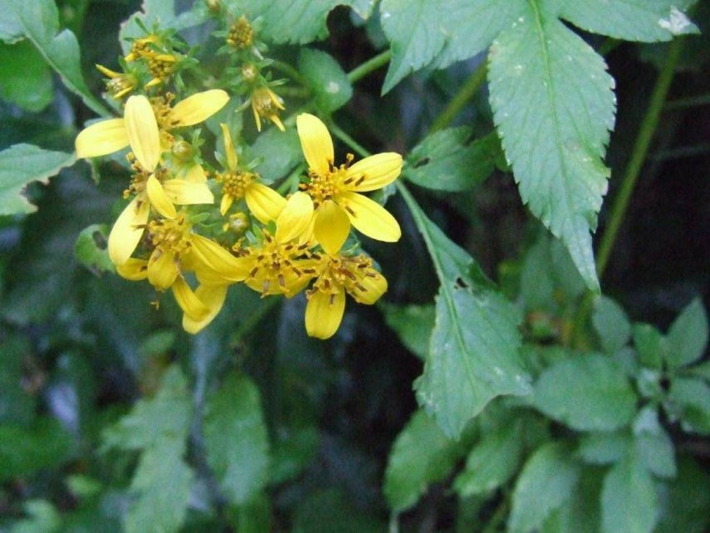 Foto de San Isidro (Alajuela), Costa Rica
