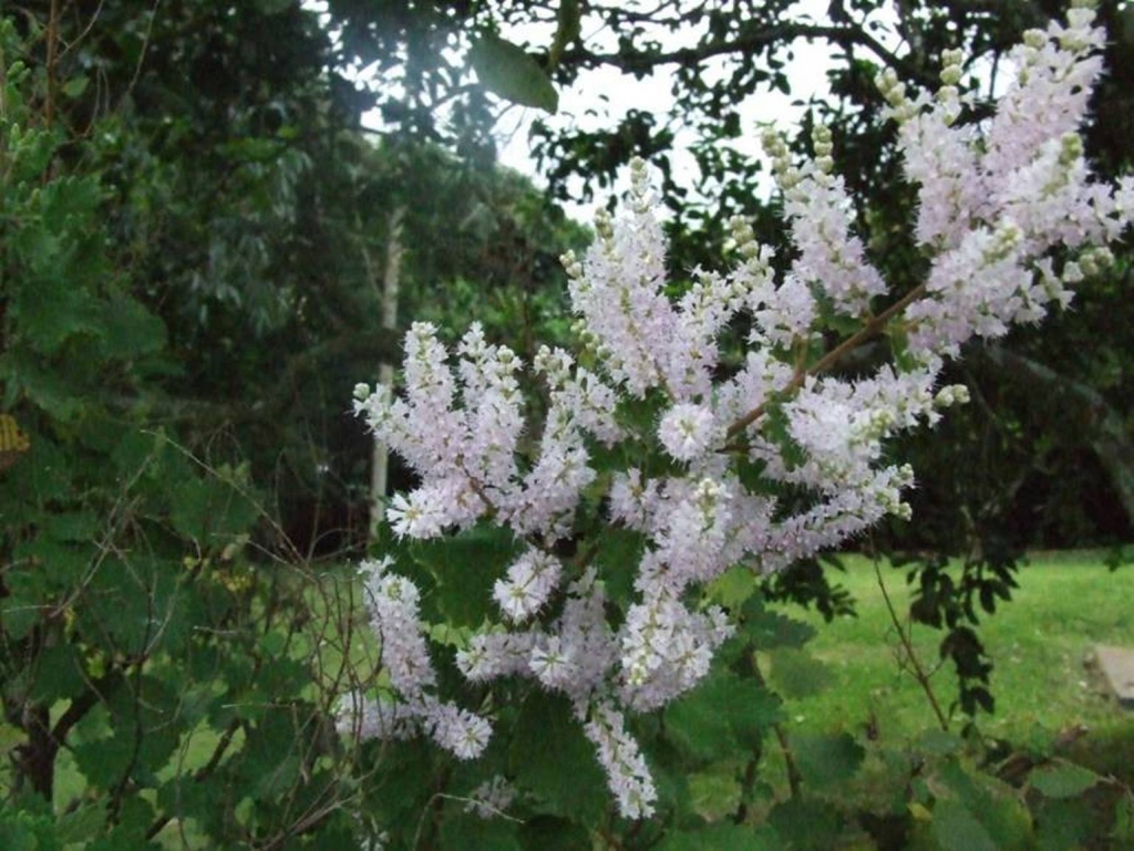 Foto de San Isidro (Alajuela), Costa Rica