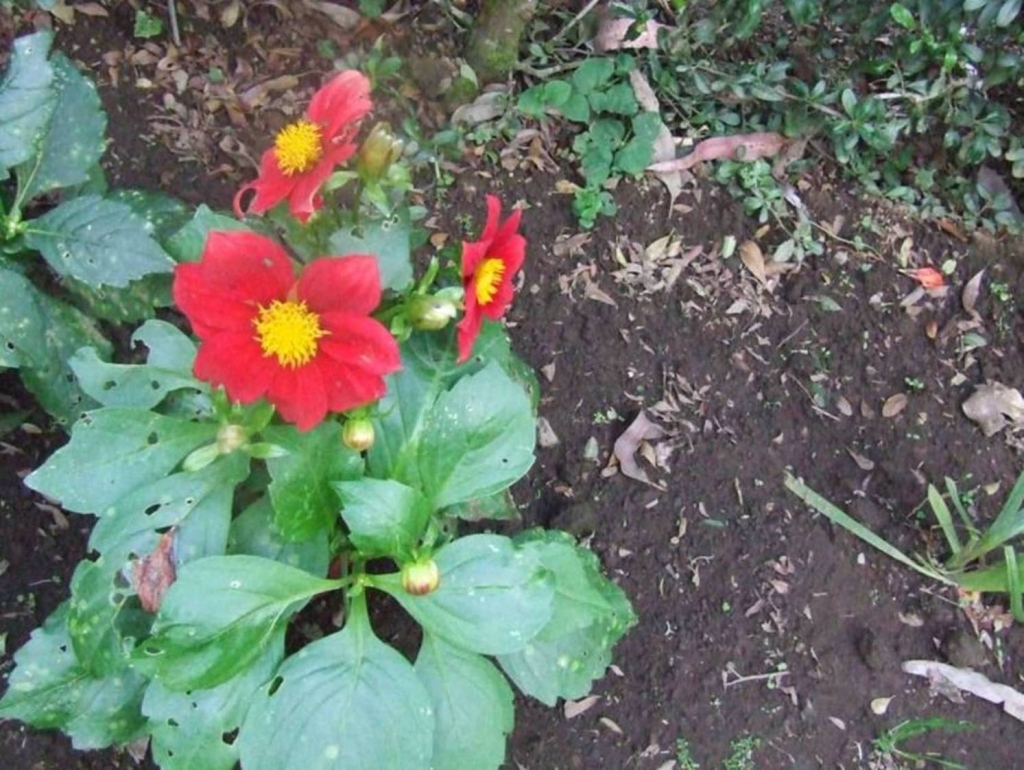 Foto de San Isidro (Alajuela), Costa Rica