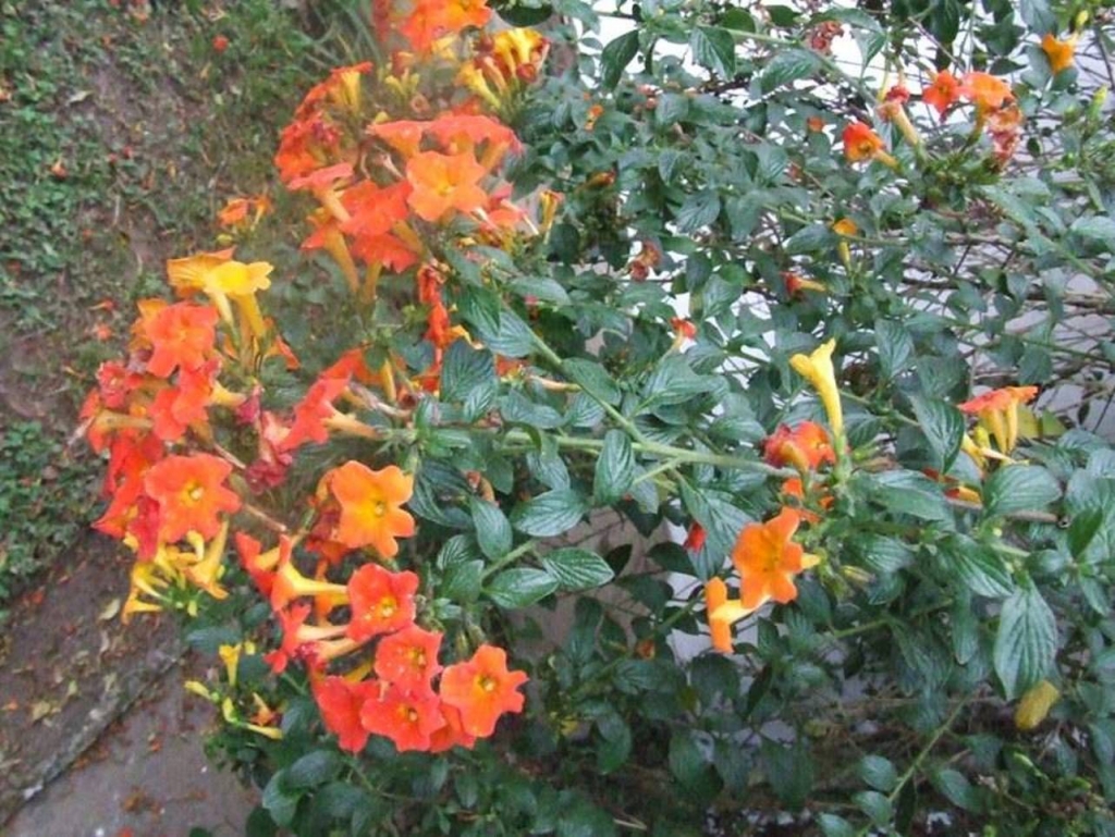 Foto de San Isidro (Alajuela), Costa Rica