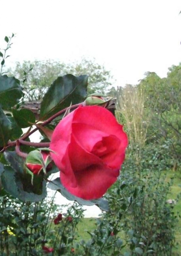 Foto de San Isidro (Alajuela), Costa Rica