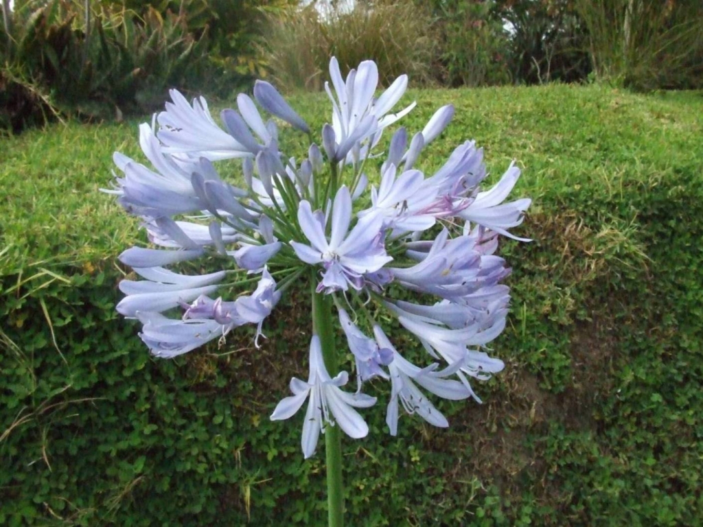 Foto de San Isidro (Alajuela), Costa Rica