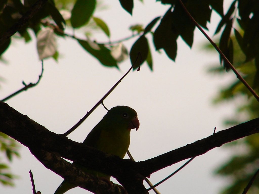 Foto de San Carlos (Alajuela), Costa Rica