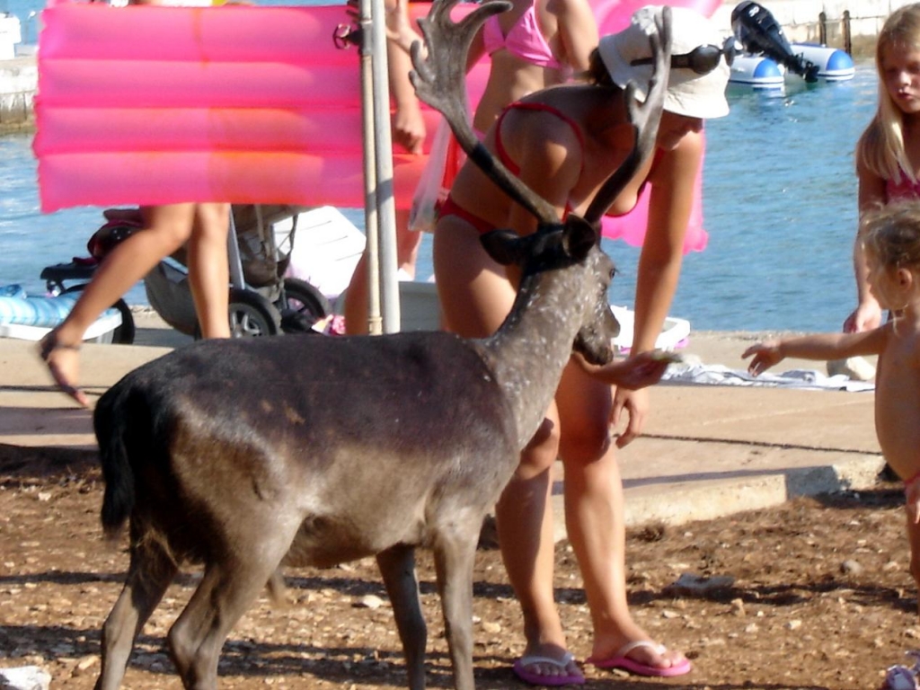 Foto de Korcula, Croacia