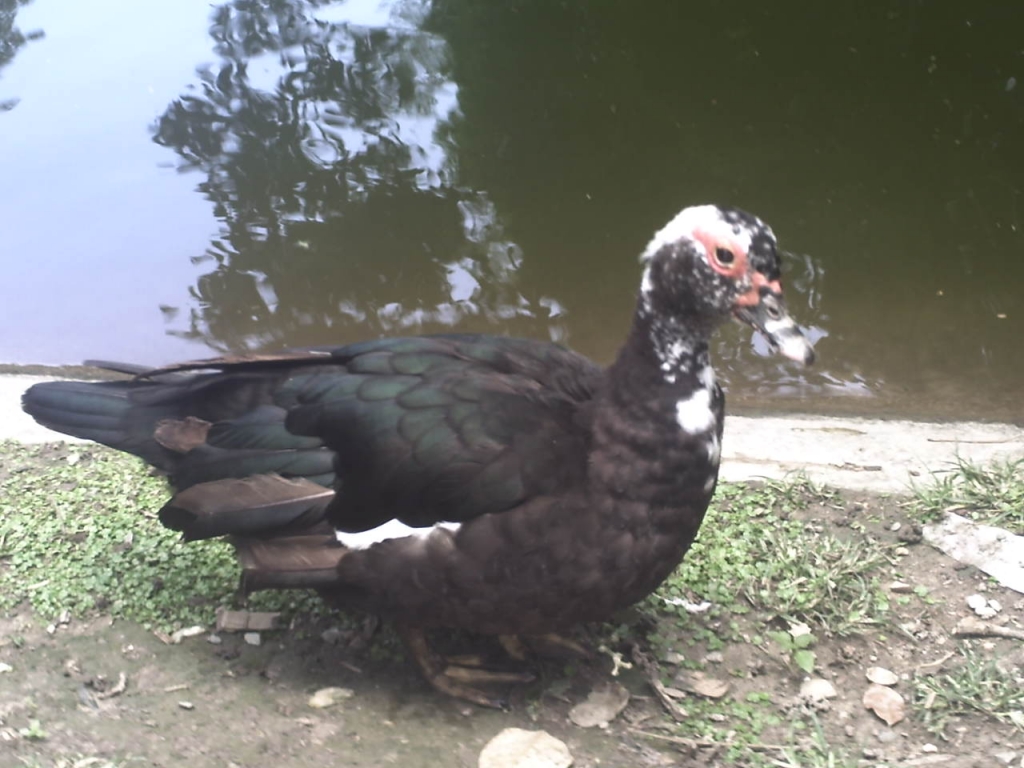 Foto de Caricuao, Venezuela