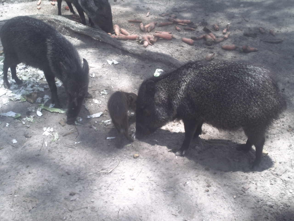 Foto de Caricuao, Venezuela