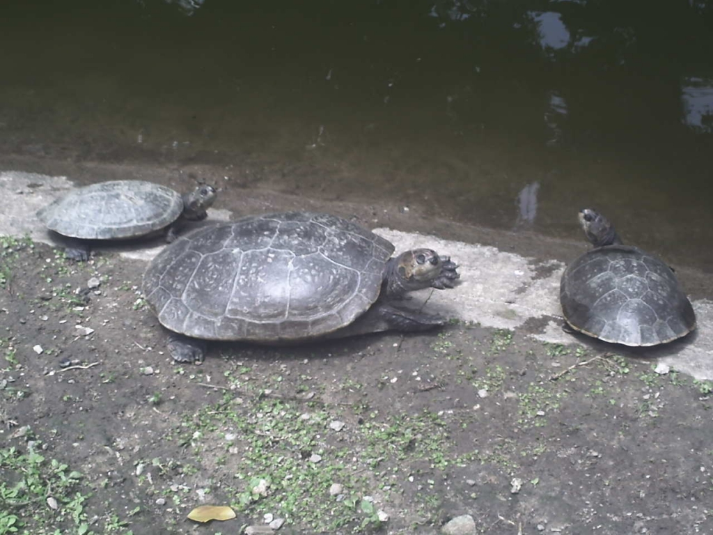 Foto de Caricuao, Venezuela