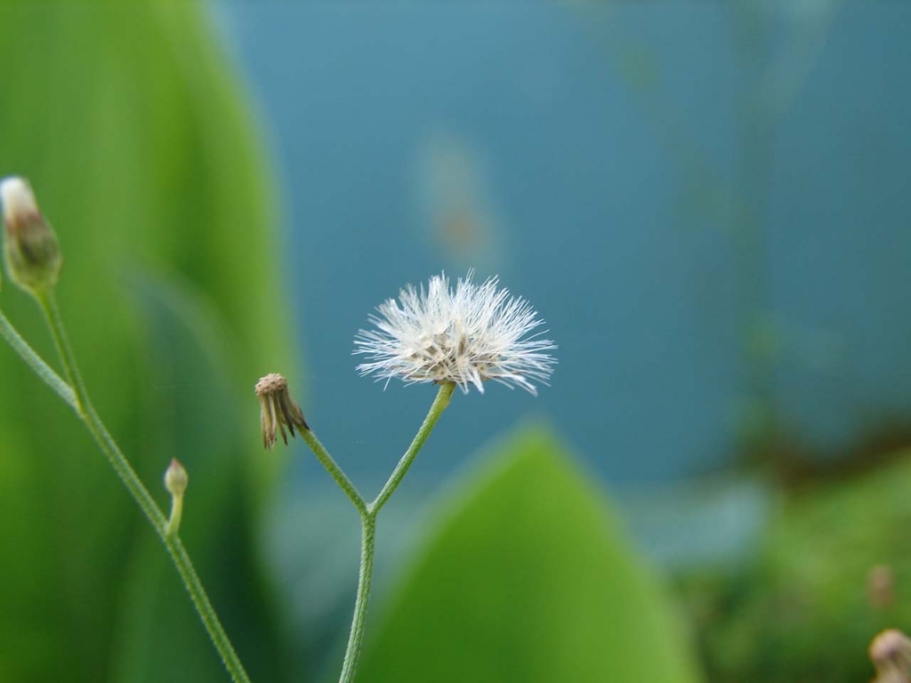 Foto de Pocosol (San Carlos), Costa Rica