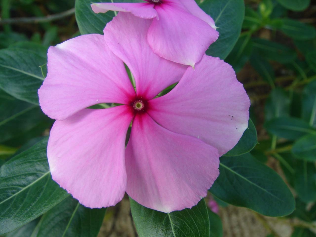 Foto de Pocosol (San Carlos), Costa Rica