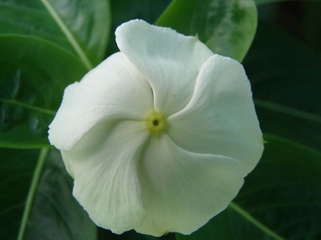 Foto de Pocosol (San Carlos), Costa Rica