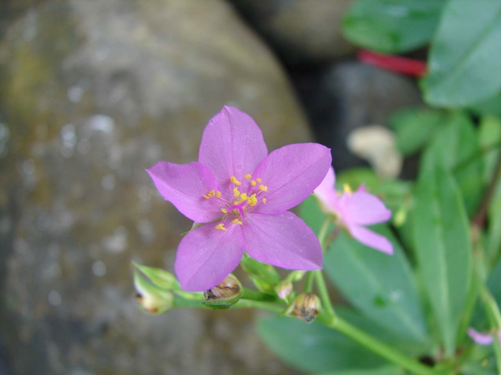Foto de Pocosol (San Carlos), Costa Rica