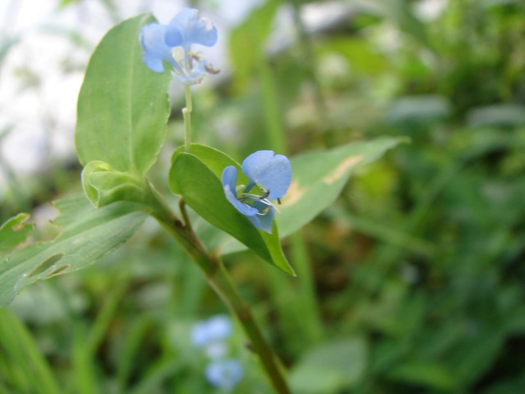 Foto de Pocosol (San Carlos), Costa Rica