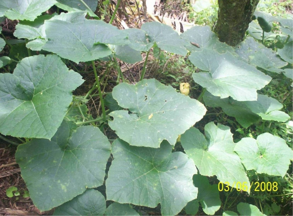 Foto de San Ignacio de Acosta (San José), Costa Rica