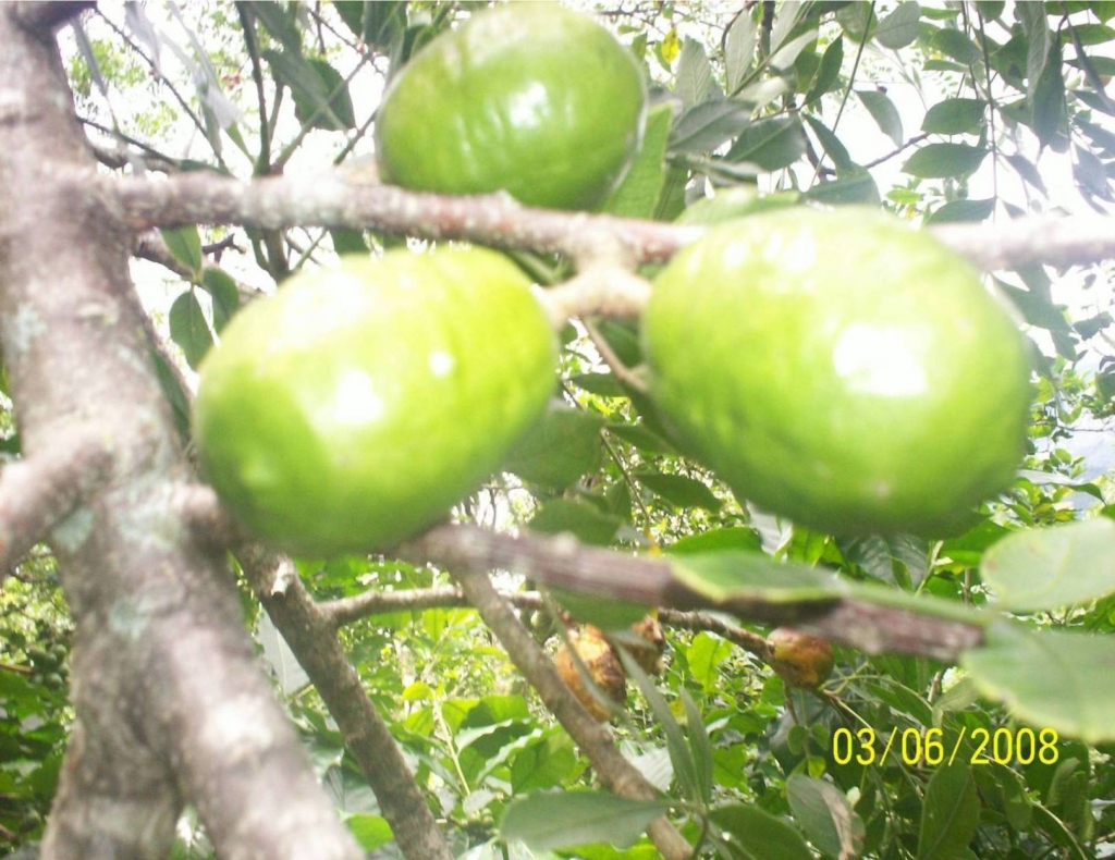 Foto de San Ignacio de Acosta (San José), Costa Rica
