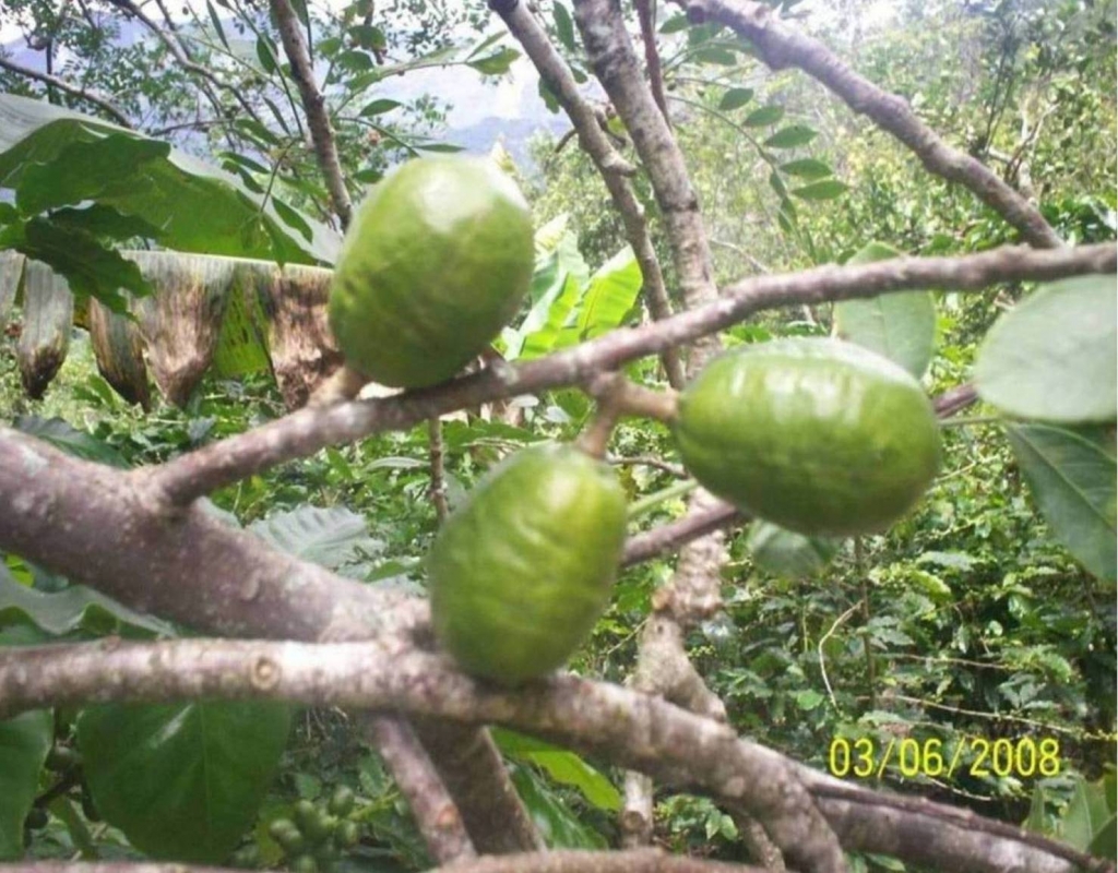 Foto de San Ignacio de Acosta (San José), Costa Rica