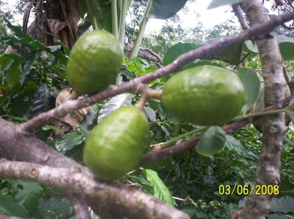 Foto de San Ignacio de Acosta (San José), Costa Rica