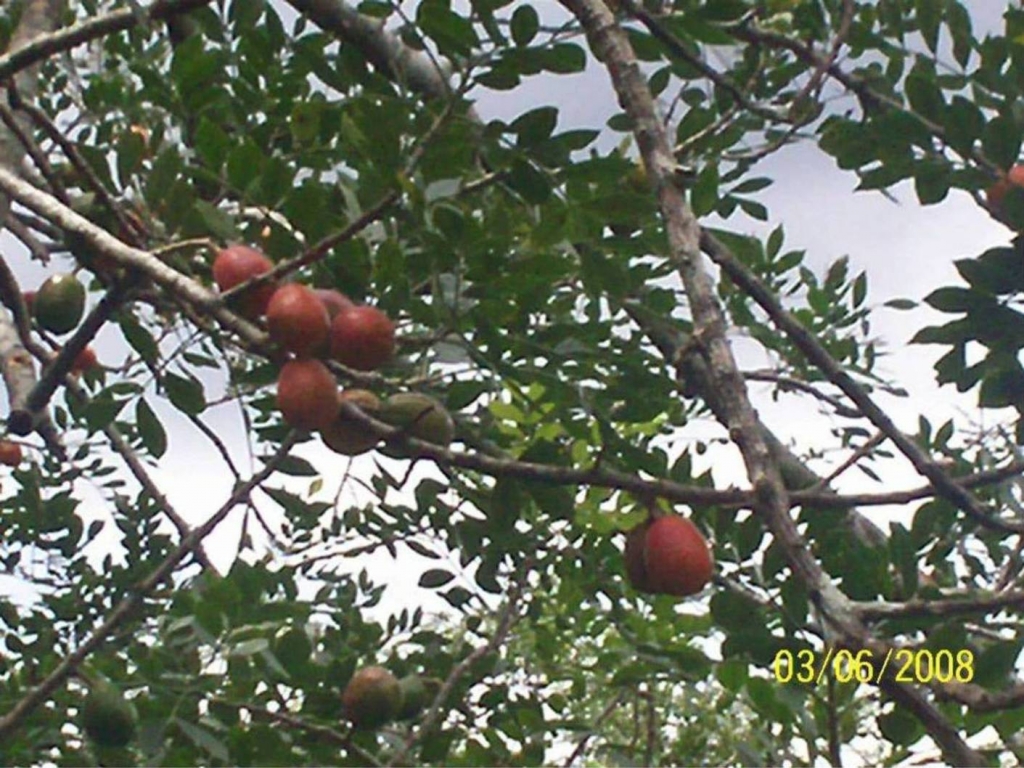 Foto de San Ignacio de Acosta (San José), Costa Rica