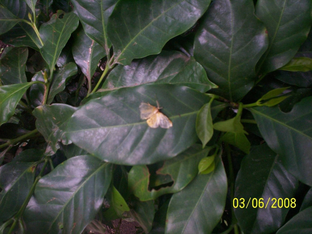 Foto de San Ignacio de Acosta (San José), Costa Rica