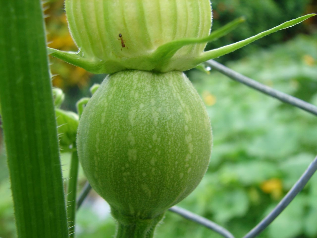 Foto de Aguazarcas (San Carlos), Costa Rica