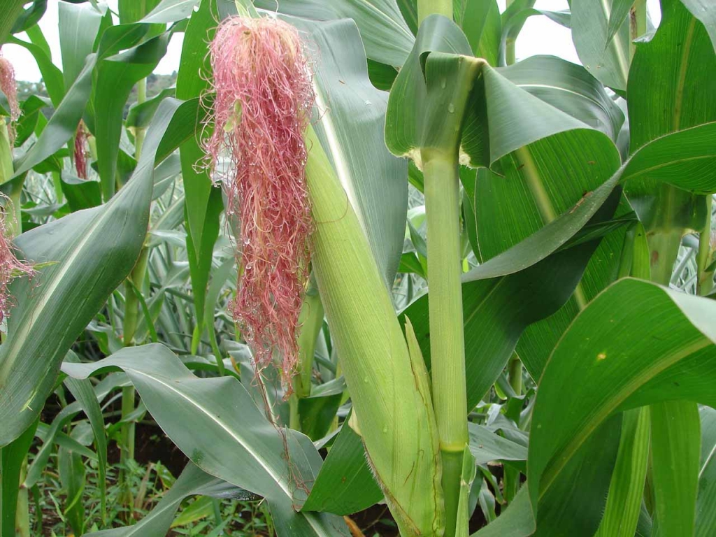 Foto de Grecia (Alajuela), Costa Rica