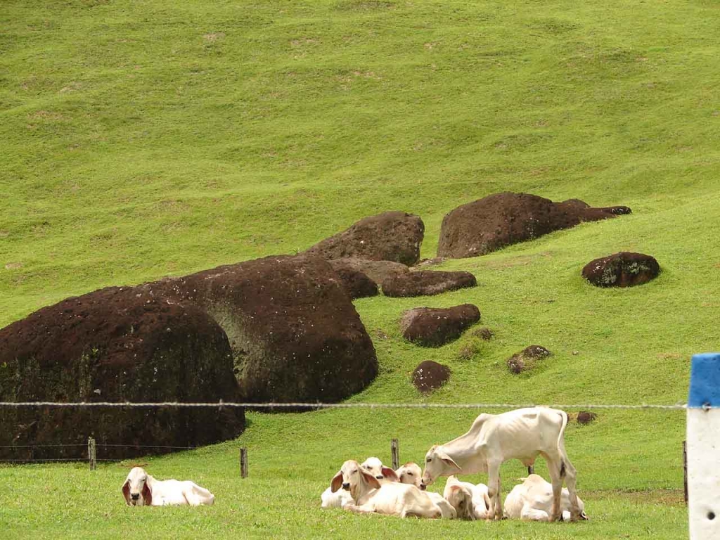 Foto de San Carlos (Alajuela), Costa Rica