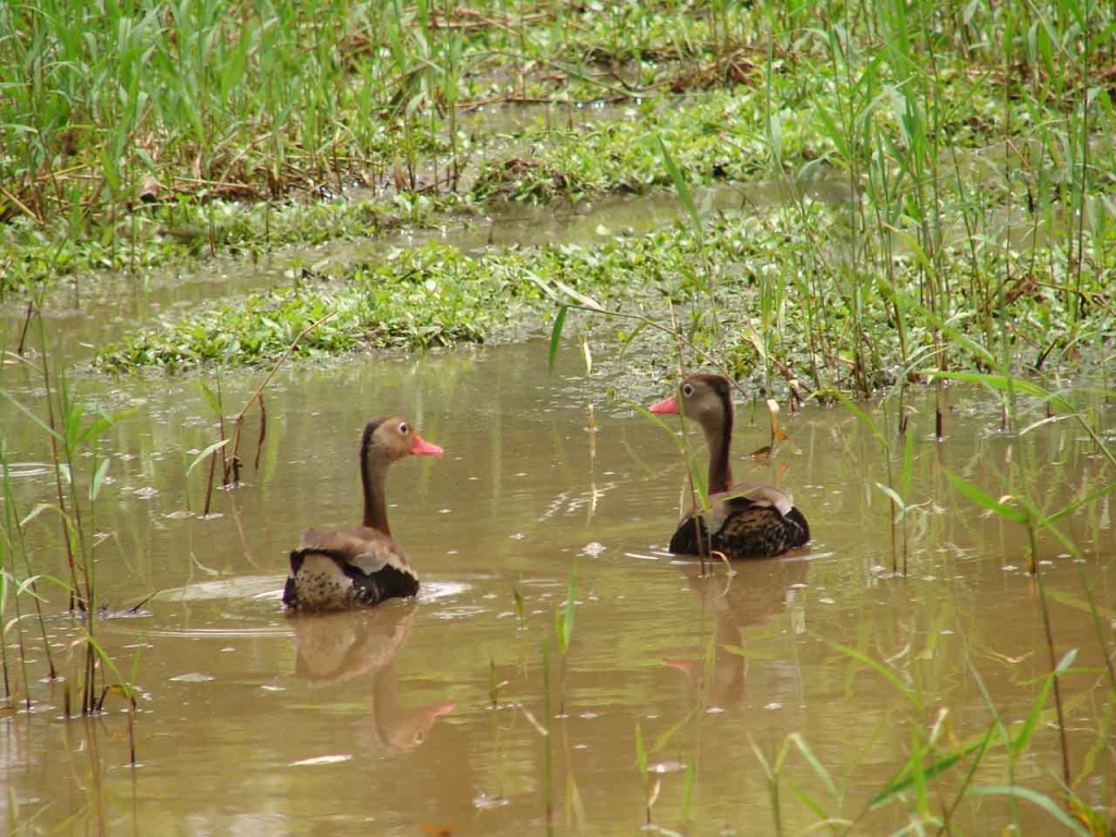 Foto de San Carlos (Alajuela), Costa Rica