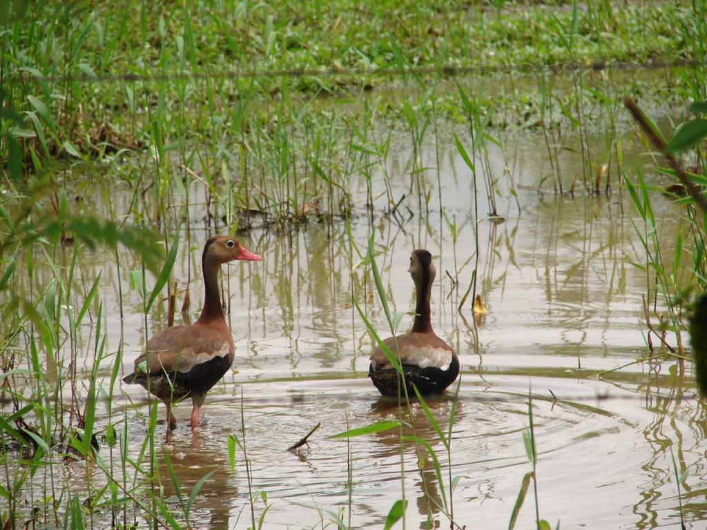 Foto de San Carlos (Alajuela), Costa Rica