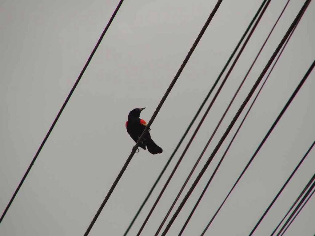 Foto de San Carlos (Alajuela), Costa Rica