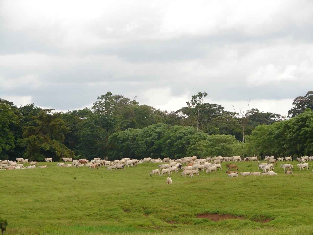 Foto de San Carlos (Alajuela), Costa Rica