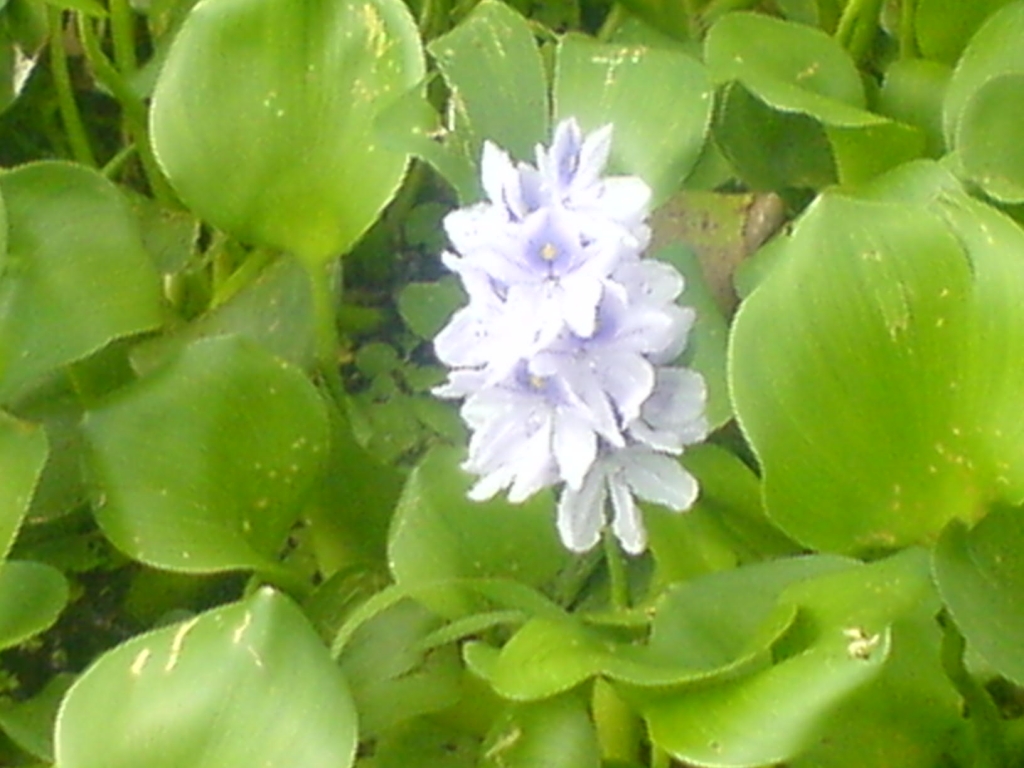 Foto de Suchitoto, El Salvador