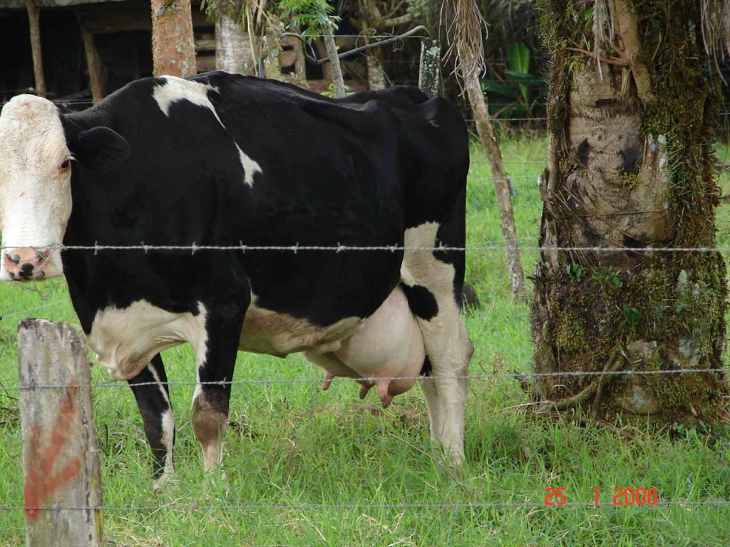 Foto de Bagaces (Guanacaste), Costa Rica