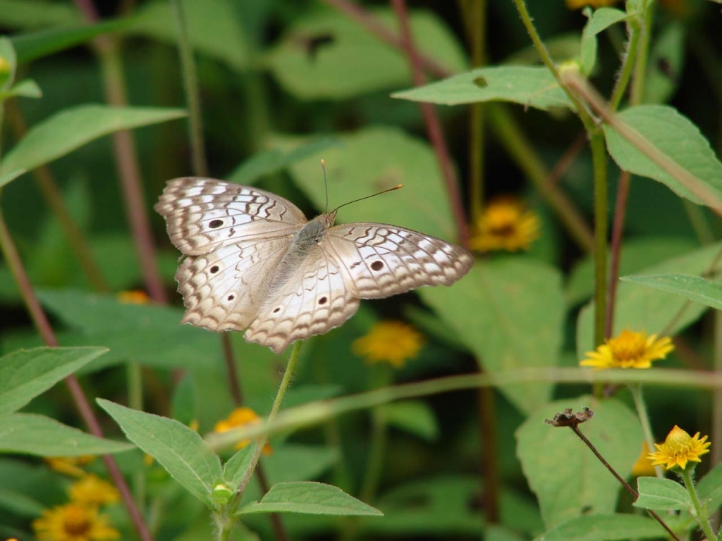 Foto de San Carlos (Alajuela), Costa Rica