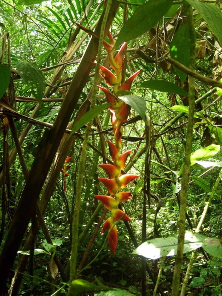 Foto de Poas (Alajuela), Costa Rica