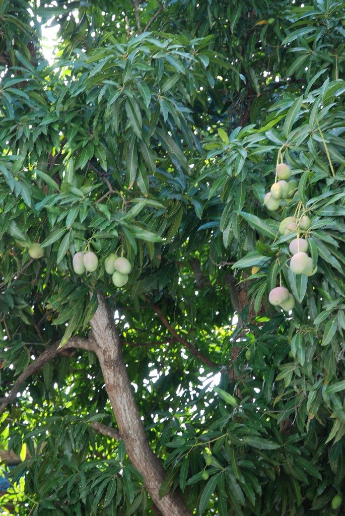 Foto de Isla Margarita, Venezuela