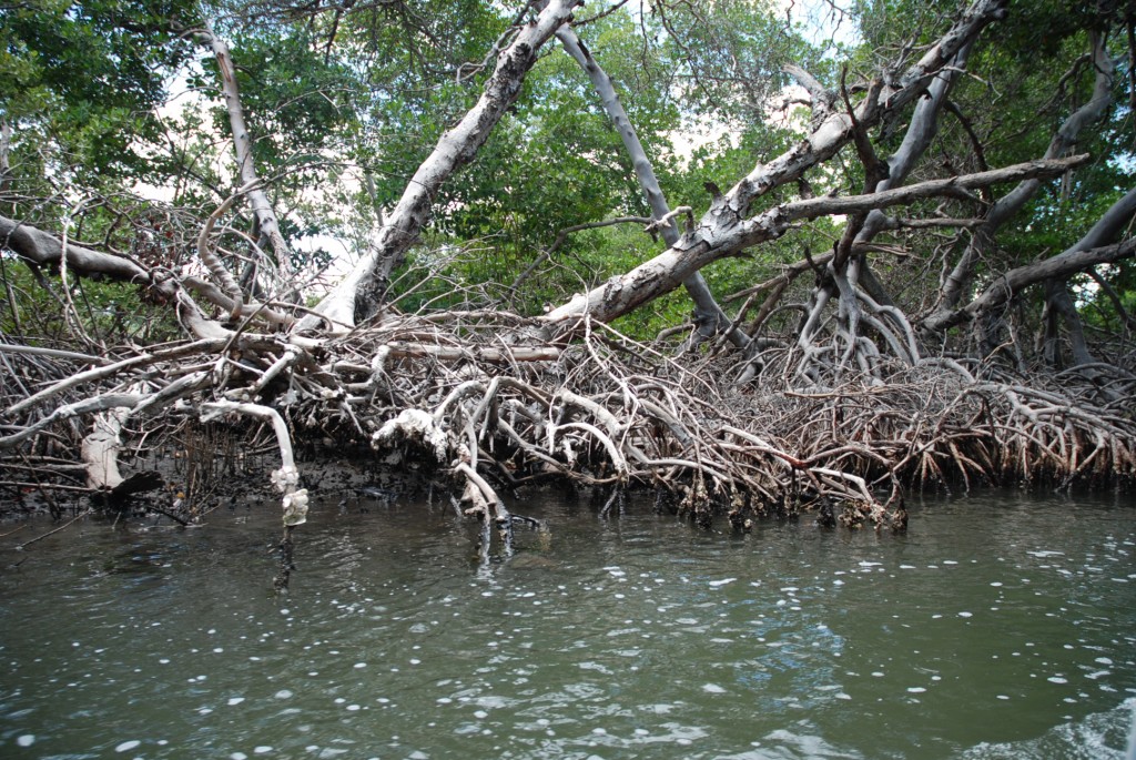 Foto de Isla Margarita, Venezuela