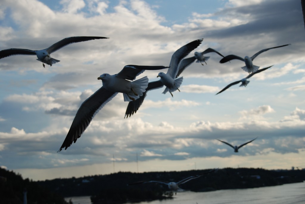 Foto de Mar Báltico, Rusia