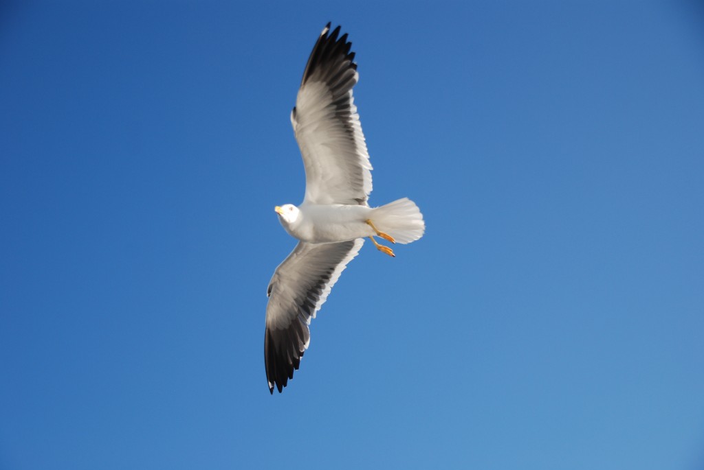 Foto de Mar Báltico, Rusia