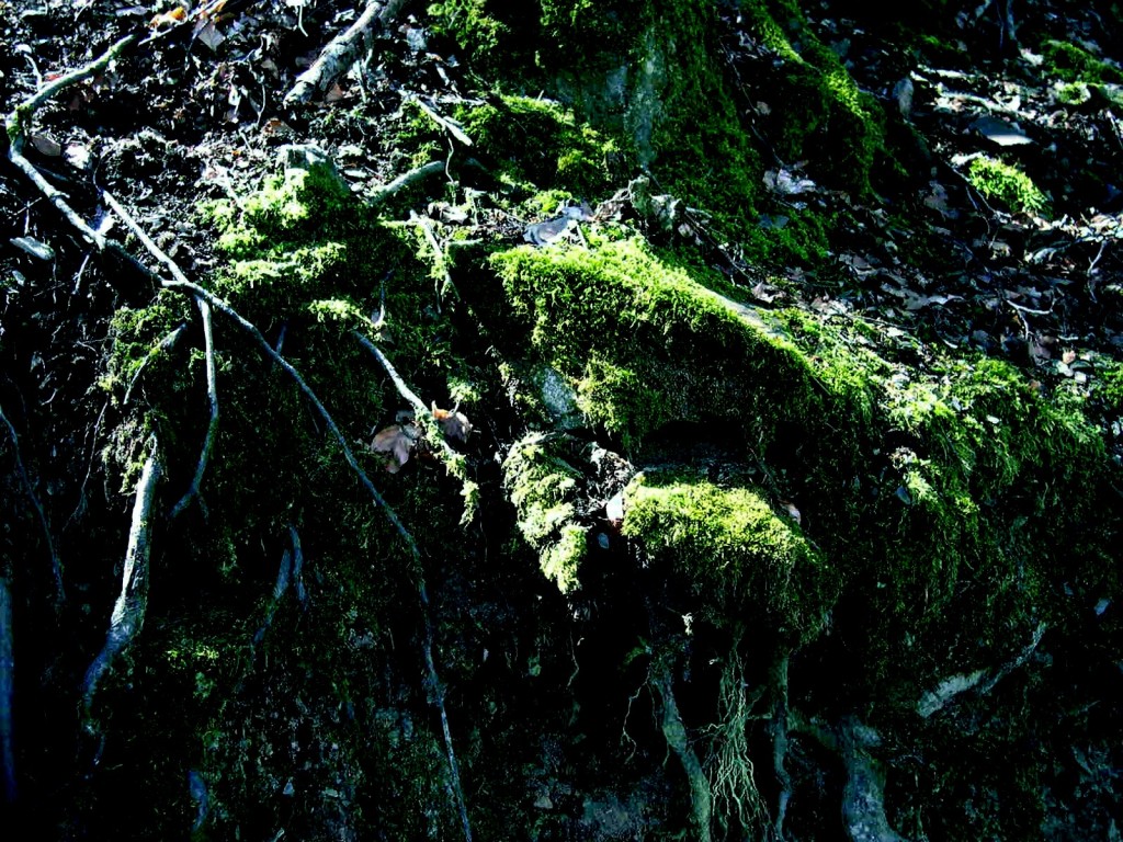 Foto de Montseny (El Brull) (Zamora), España