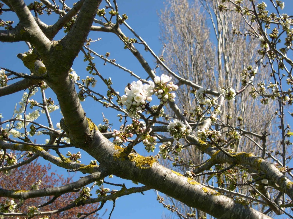 Foto de Montseny (El Brull) (Zamora), España