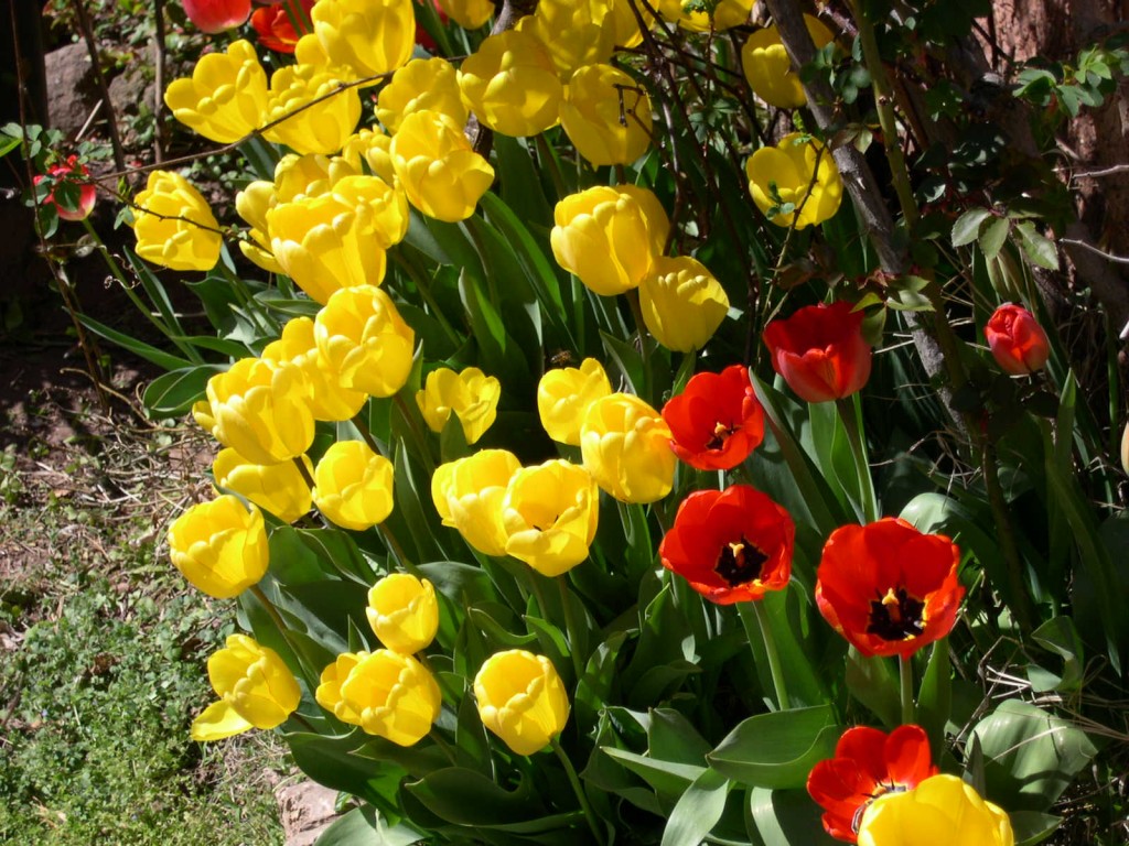 Foto de Montseny (El Brull) (Zamora), España