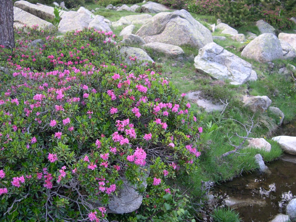 Foto de Lles de Cerdanya (Girona), España